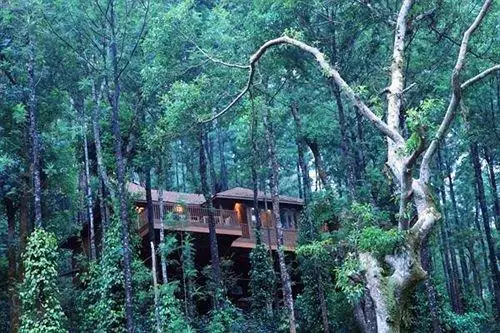 The Tamara Coorg 