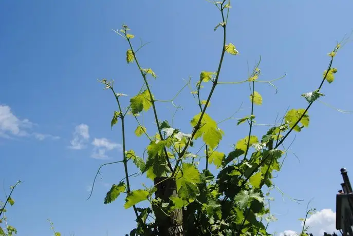 Agriturismo Giorgio Colutta