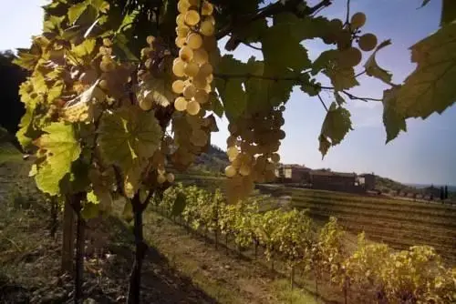 Agriturismo Ronchi Di Sant'Egidio 