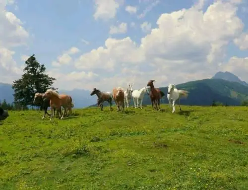 Erlebenswert Bauernhof Gruber 