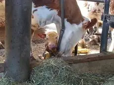 Baby- und Kinderhof Aicherbauer 