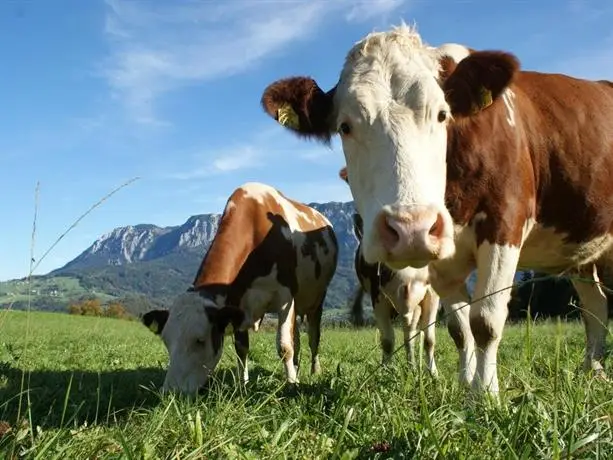 Bauernhof Familie Nussbaumer 