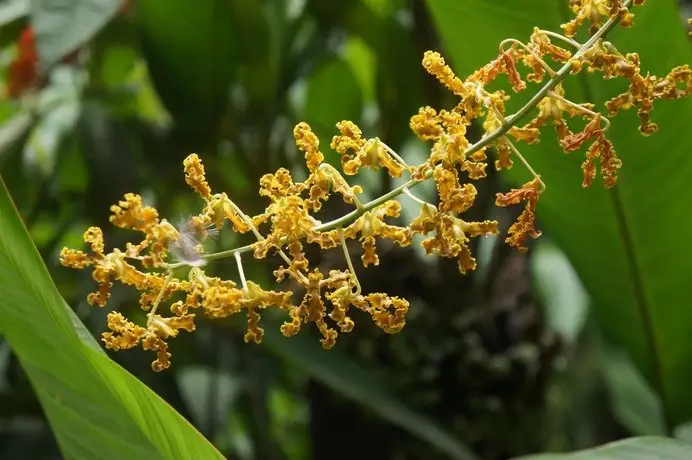 Raintree Lodge Port Moresby