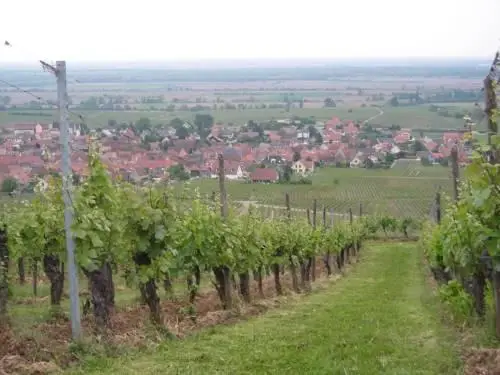 Domaine Humbrecht 