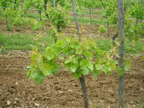 Domaine Humbrecht 