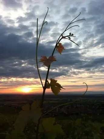 Domaine Humbrecht 