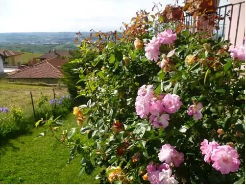 Domus Langhe B&B 