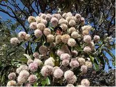 Bosque dos Beija-Flores Pousada e Spa 