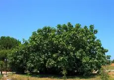 Agriturismo Il Gelsomino Ritrovato 