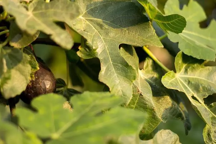 Agriturismo Il Gelsomino Ritrovato 