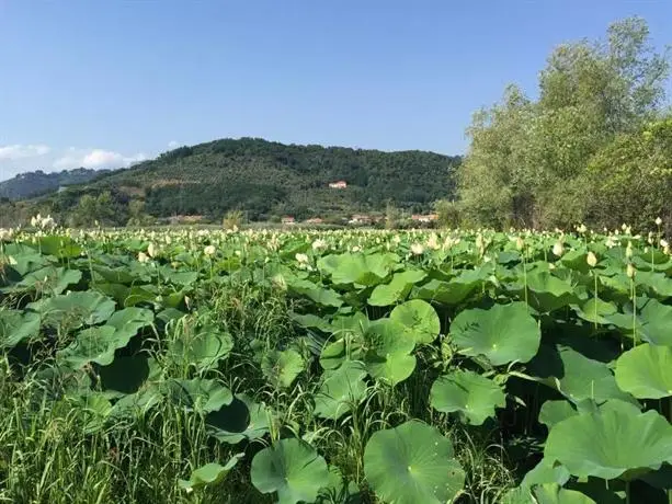 Cecco di Nara 