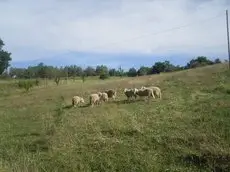 Agriturismo Fattoria Poggio Boalaio 