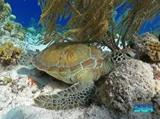 Treasure By The Sea Bonaire 