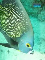 Treasure By The Sea Bonaire 