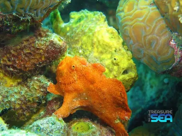 Treasure By The Sea Bonaire 