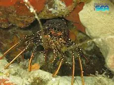 Treasure By The Sea Bonaire 