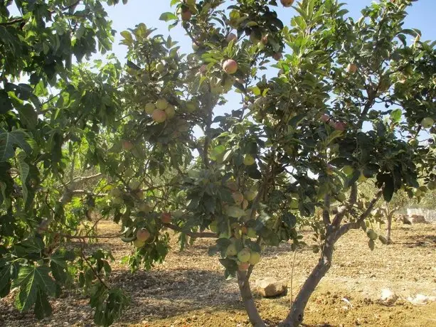 Villa Violetta Buseto Palizzolo