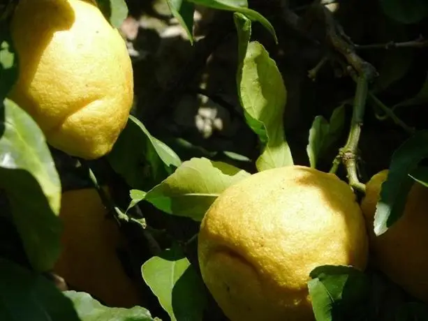 Fattoria di Camporomano 