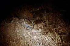 Bed in the Bush - Tingala Lodge 