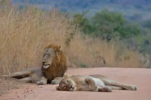 Bed in the Bush - Tingala Lodge 