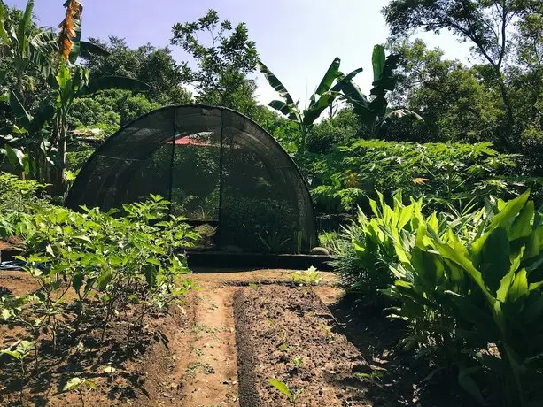 Pondok Anggrek Putih 