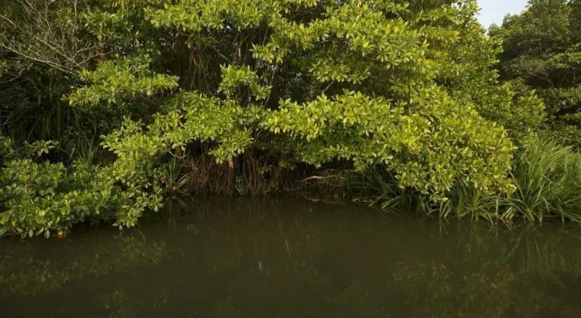 Mangrove Escapes