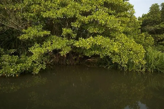 Mangrove Escapes 