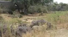 The River Lodge At Thornybush 