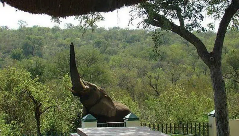 Muweti Bush Lodge 