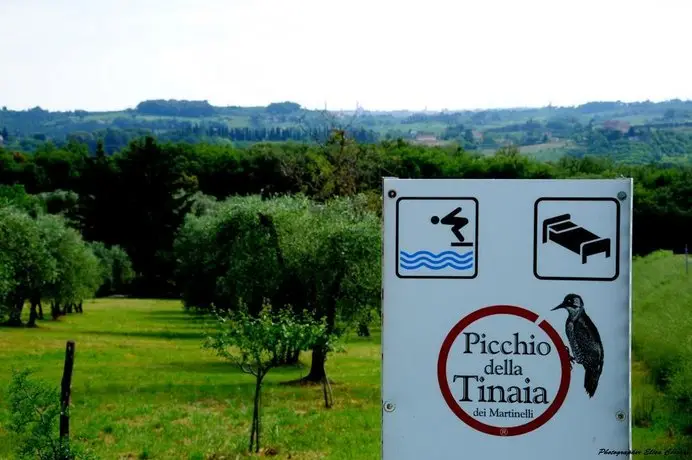 Picchio Della Tinaia 