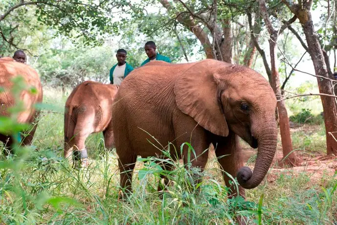 Lilayi Lodge 