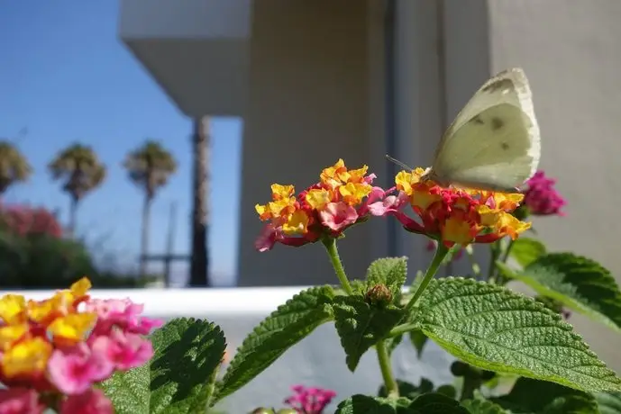 Andromeda Hotel Apartments Kos Island 