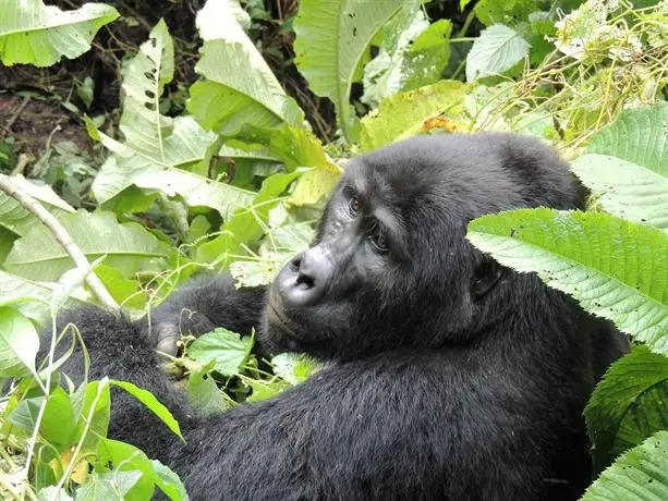 Gorilla Safari Lodge 