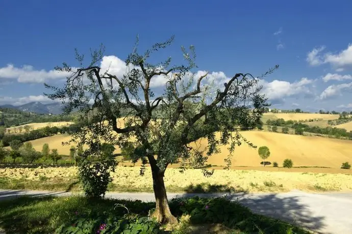 Agriturismo L'Ulivo in Fiore 