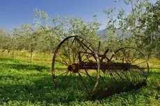 Agriturismo L'Ulivo in Fiore 