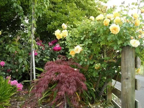 Bluebell Lodge and Cottage 