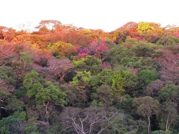 Cantos da Mata