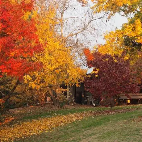 Forest Lodge Chalets 