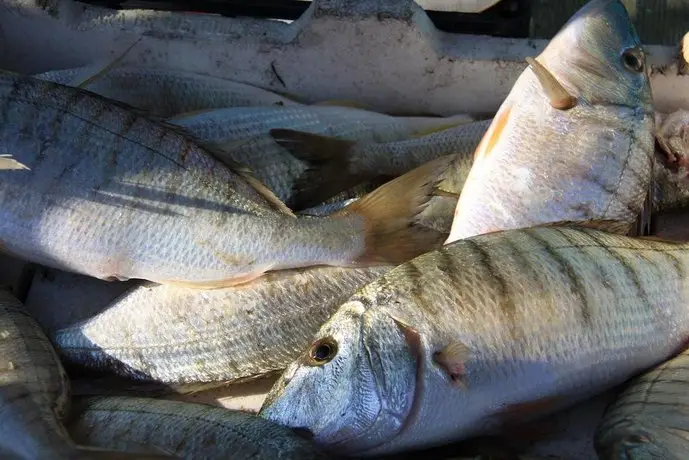 Il Pescatore Castelvetrano