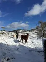 Carinya Alpine Village 