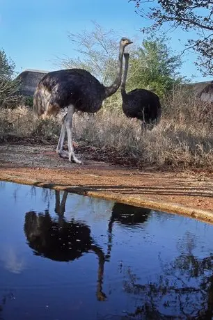 Normann Safari Bush Lodge 