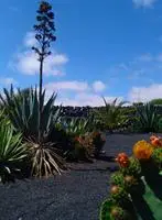 Kalindi Lanzarote 