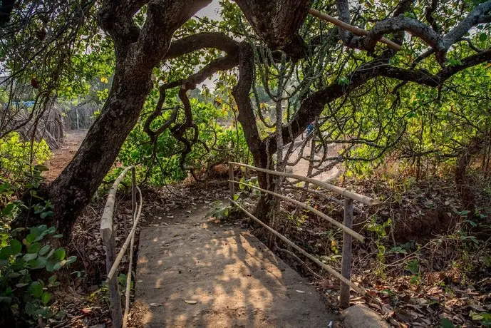 Banyan Tree Yoga 