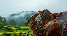 Silverback Lodge 