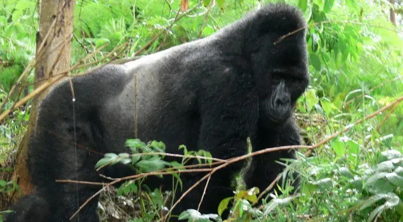 Bwindi Hostel/Backpackers Lodge 