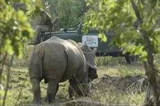 Thornybush Serondella Game Lodge 