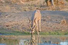 Thornybush Serondella Game Lodge 