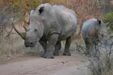 Thornybush Serondella Game Lodge 