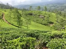 Jungle Jive Tree House Munnar 