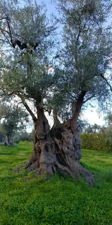 La Piana degli Ulivi Rossano 